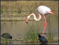 Imagem de Phoenicopterus roseus Pallas 1811