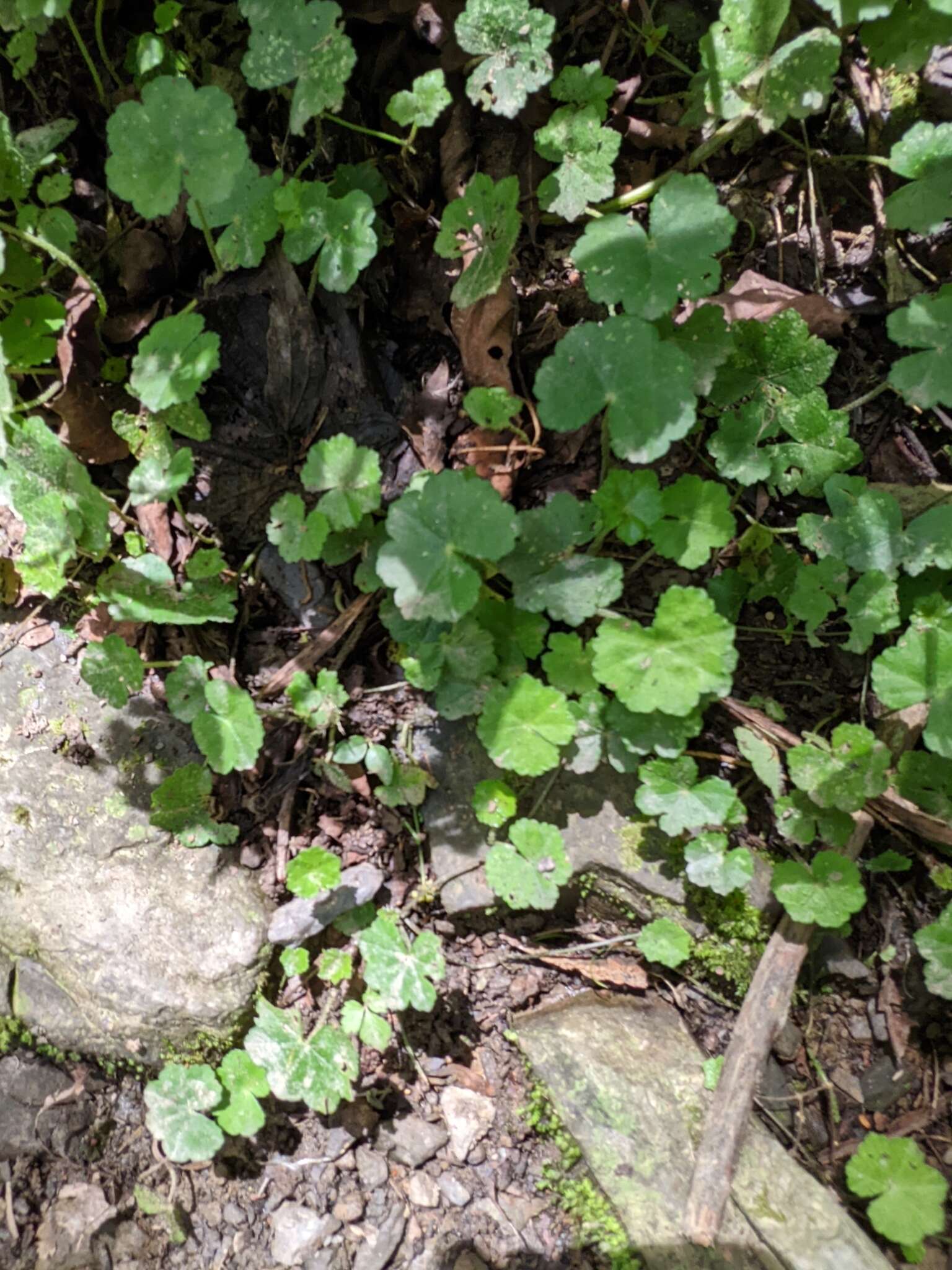 Image de Hydrocotyle nepalensis Hook.