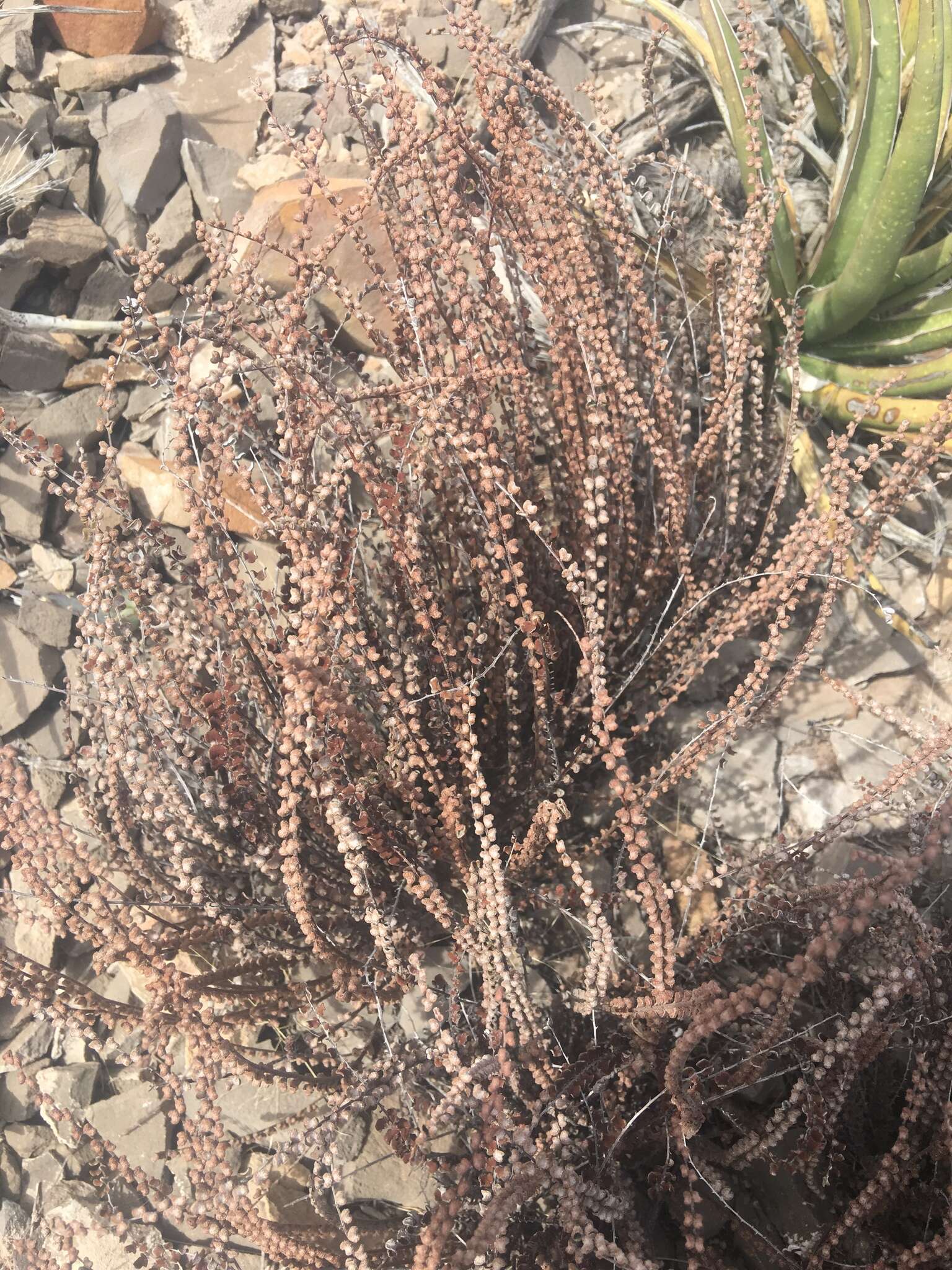 Image of Cochise scaly cloakfern