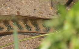 Image of Small snakehead