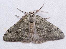 Image of Phigalia strigataria Minot 1869