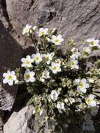 Image of Mount Shasta Jacob's-ladder