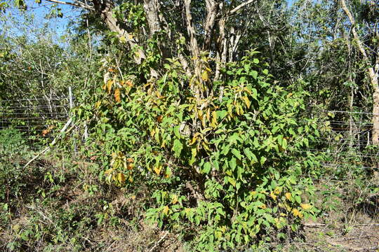 Image de Croton sonorae Torr.