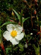 Imagem de Cistus laurifolius L.