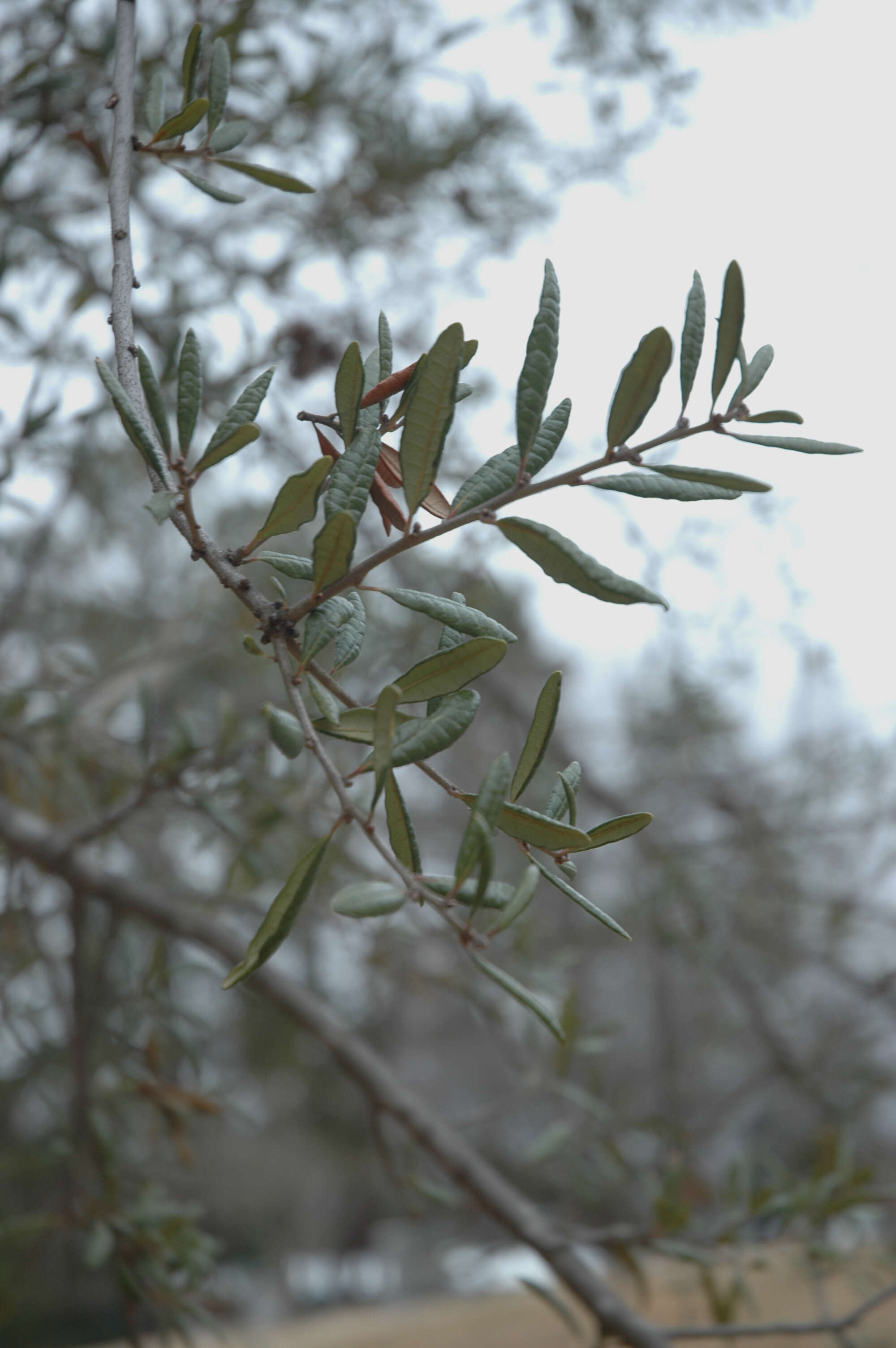 Imagem de Quercus geminata Small