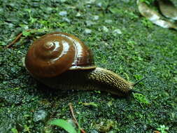 Image of Nesiohelix swinhoei (L. Pfeiffer 1866)