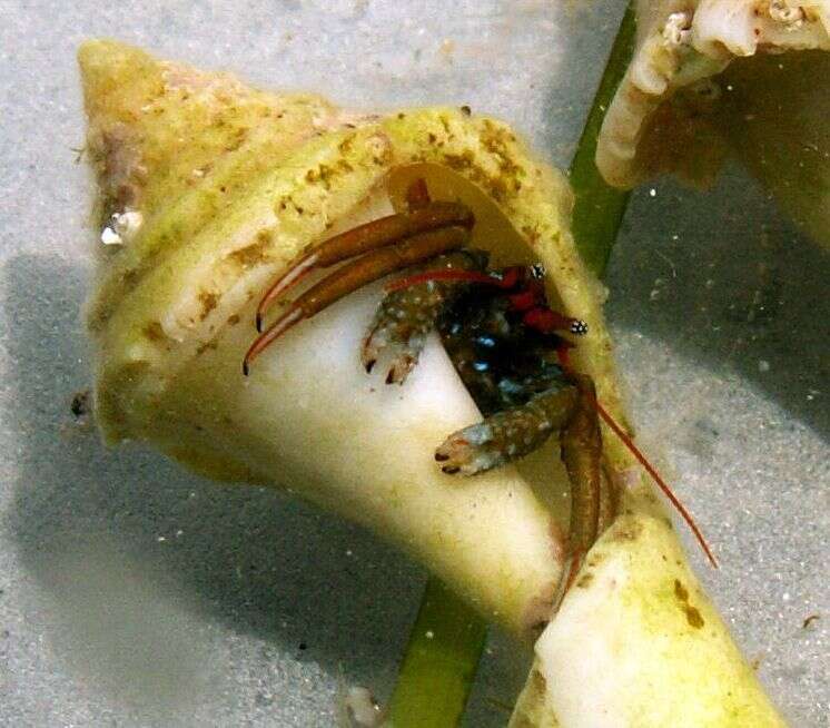 Image of Mediterranean intertidal hermit crab