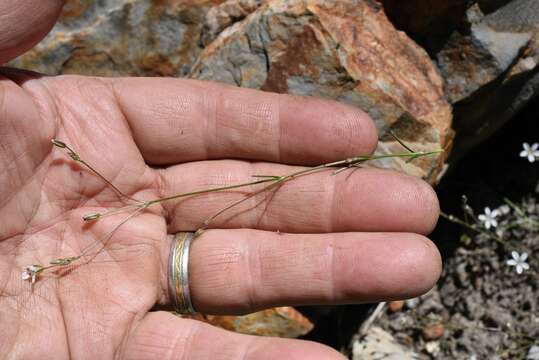 Image of King's sandwort