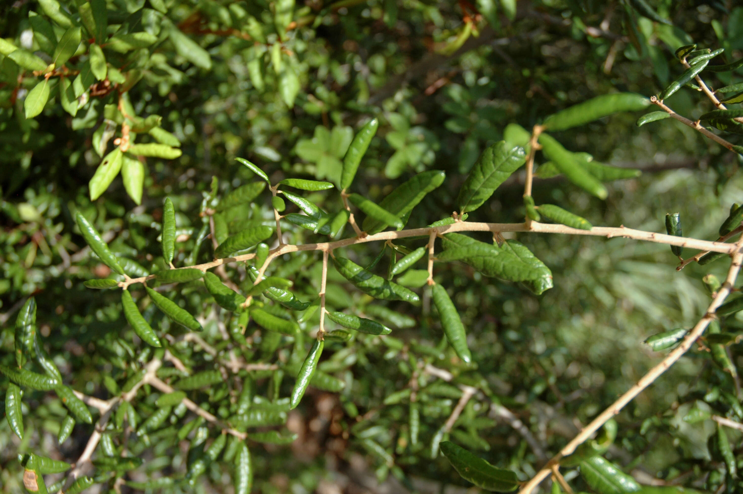 Imagem de Quercus geminata Small