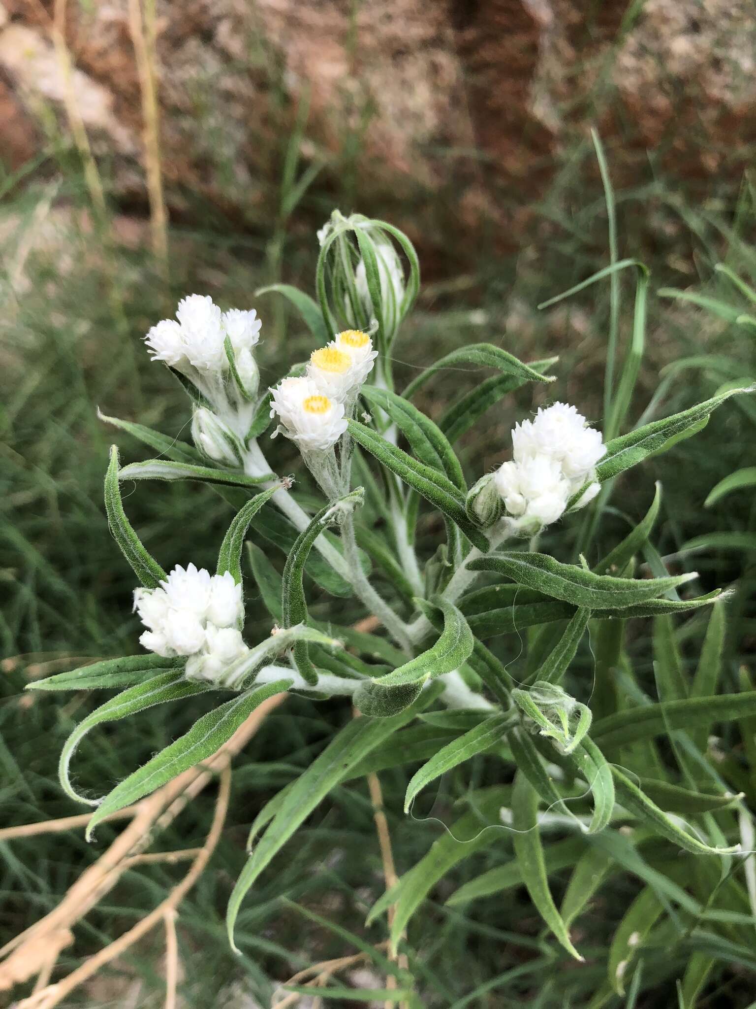 Слика од Pseudognaphalium leucocephalum (A. Gray) A. A. Anderberg