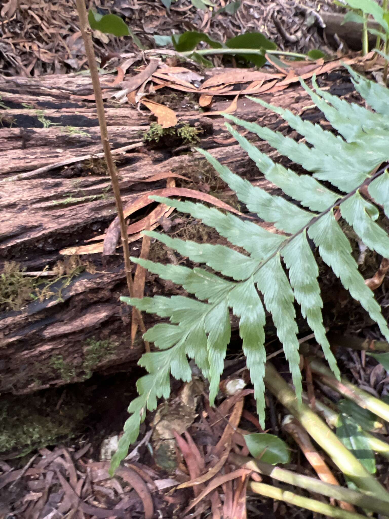 Image of Forest Spleenwort