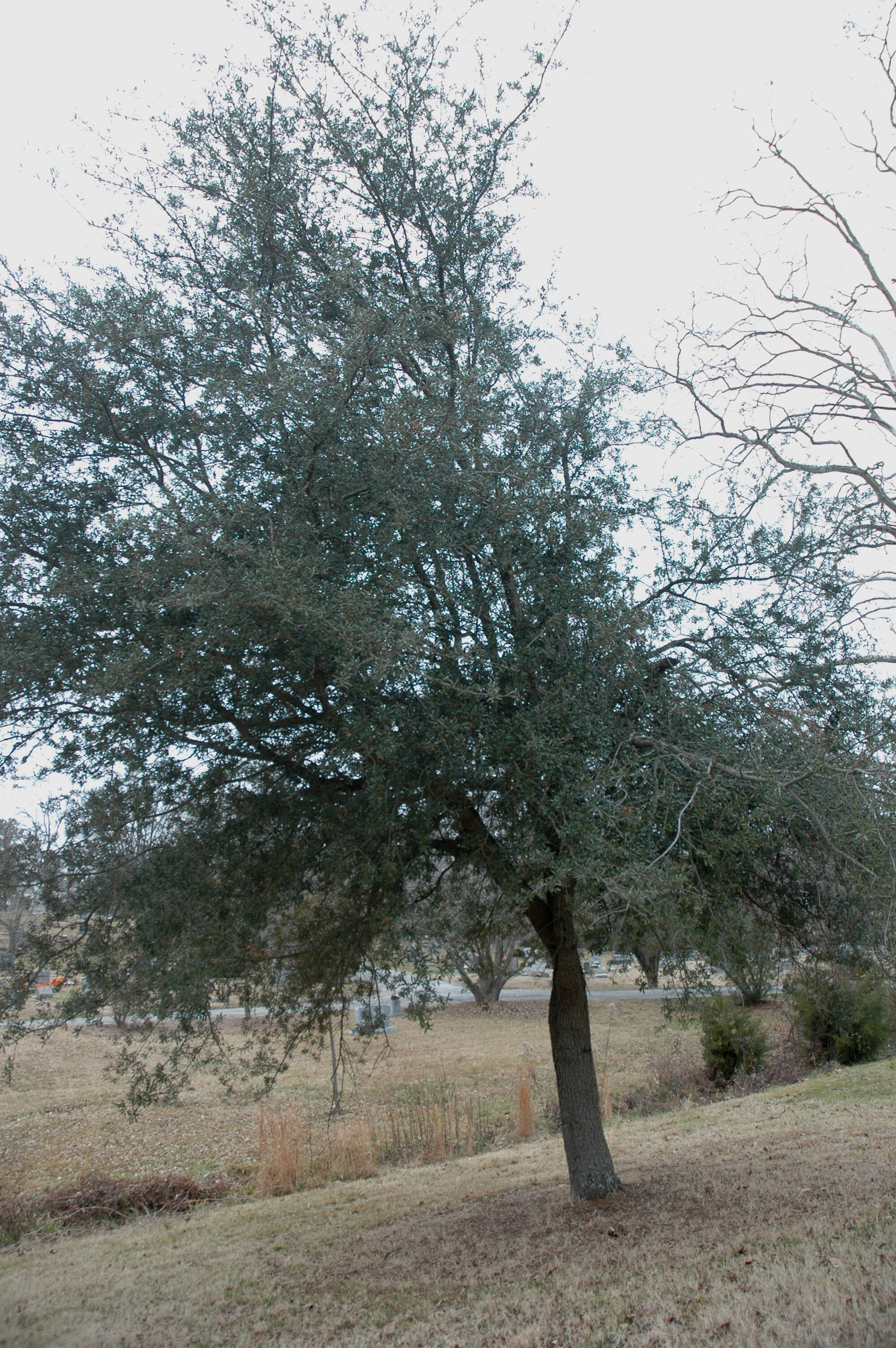 Imagem de Quercus geminata Small