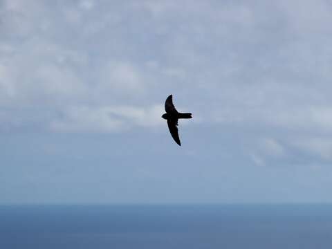 Image of Caroline Islands Swiftlet