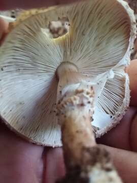 Image of Cystolepiota eriophora (Peck) Knudsen 1978