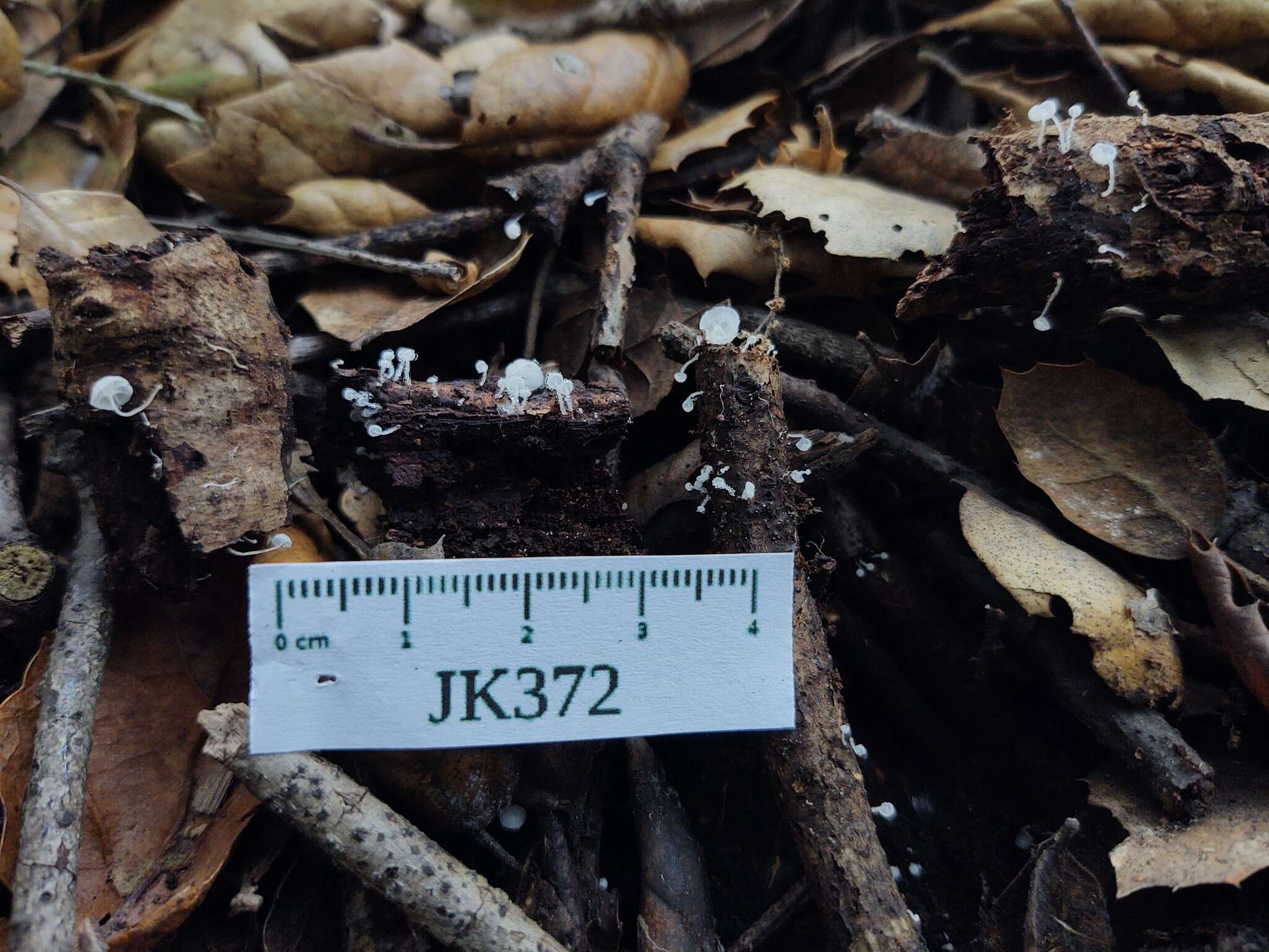 Image of Hemimycena tortuosa (P. D. Orton) Redhead 1980