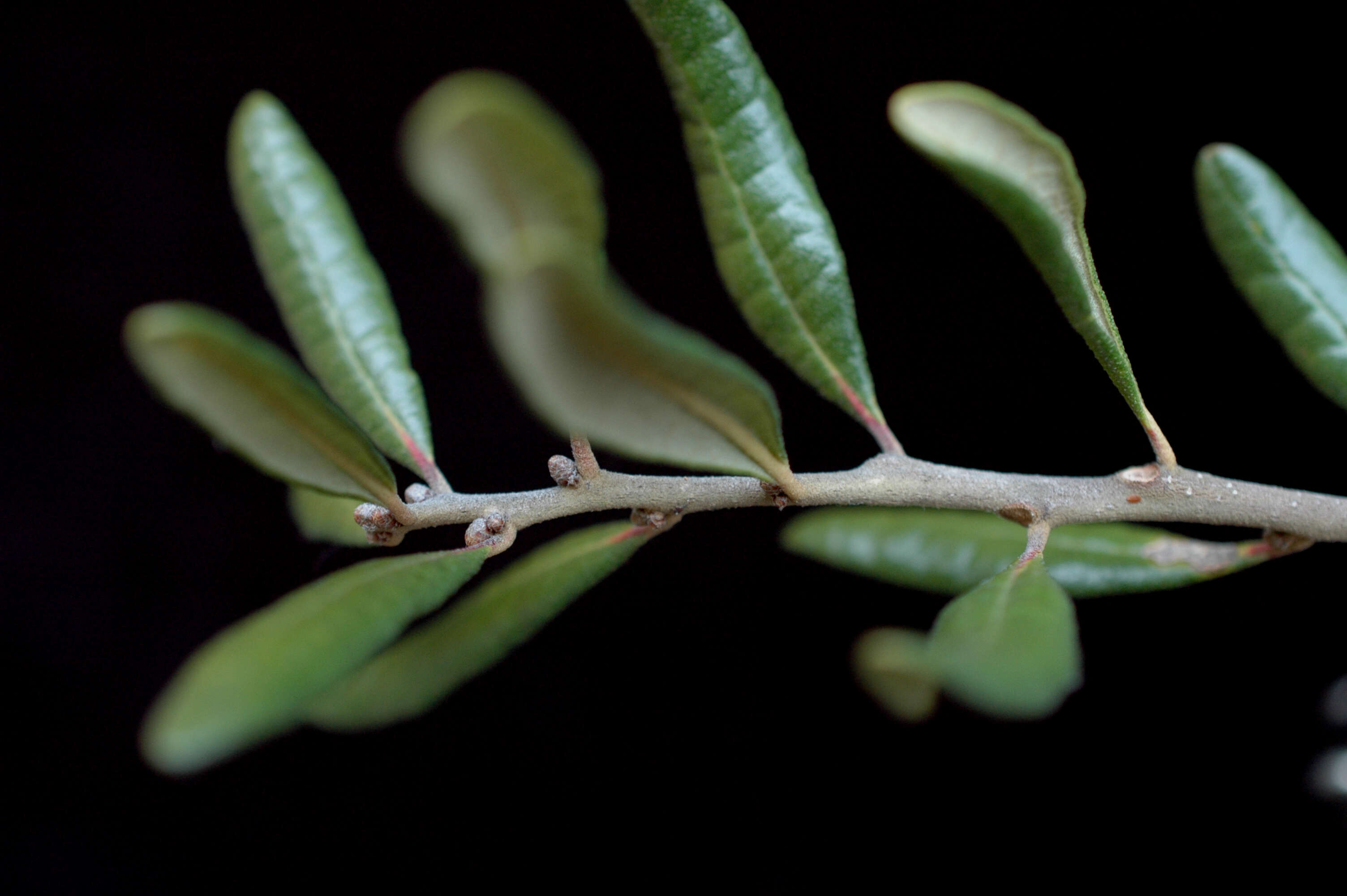 Imagem de Quercus geminata Small