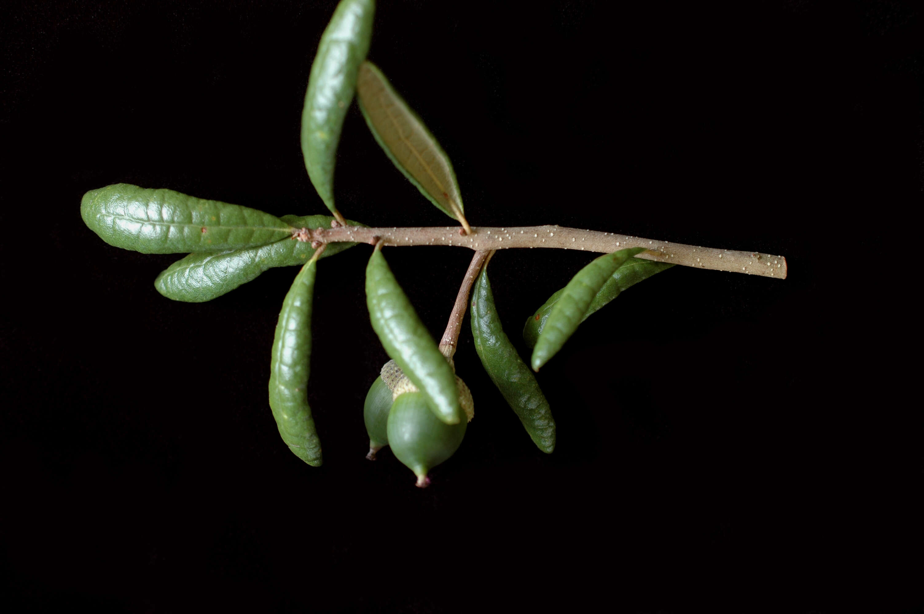 Imagem de Quercus geminata Small