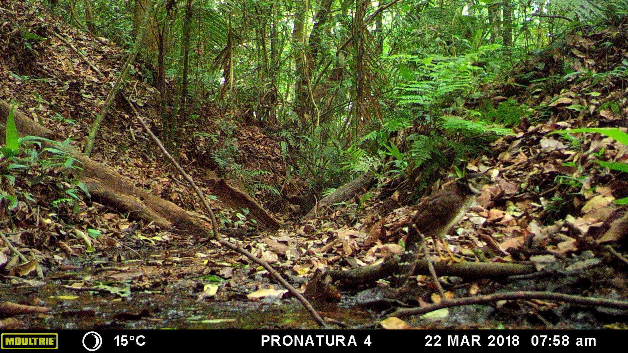 Image of Collared Forest Falcon