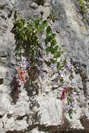 Image of Campanula mirabilis Albov