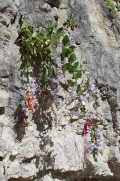 Image of Campanula mirabilis Albov