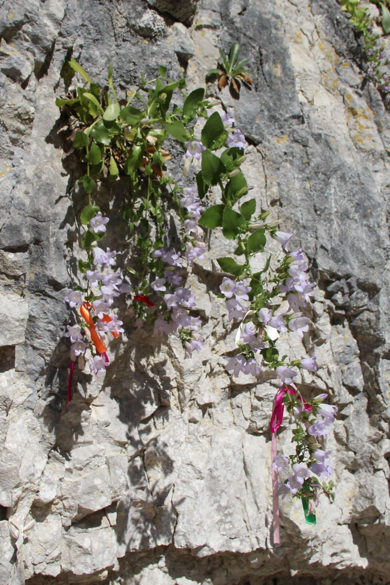 Image of Campanula mirabilis Albov