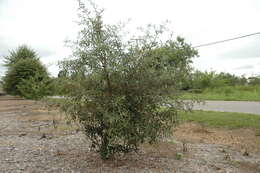 Imagem de Quercus geminata Small