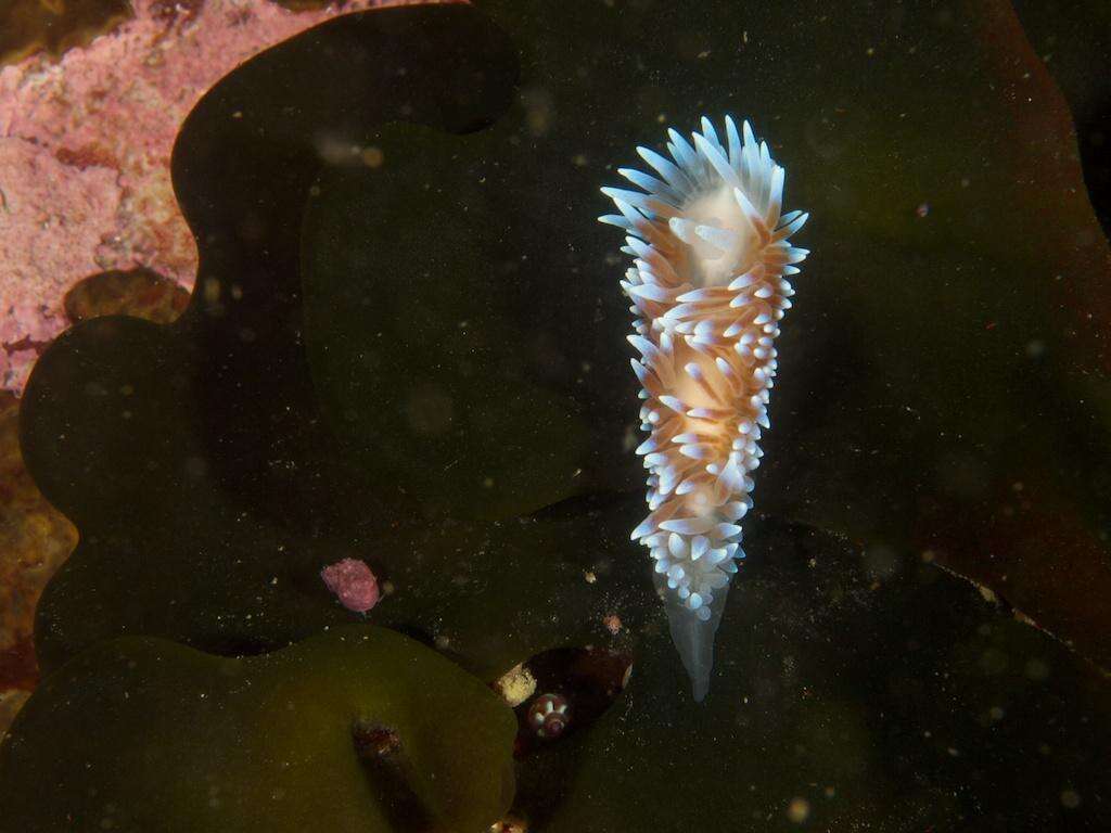 Image of Medallion silvertip nudibranch