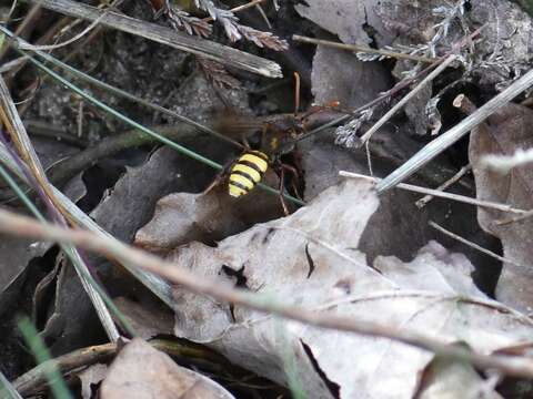 Image of Nomada signata Jurine 1807