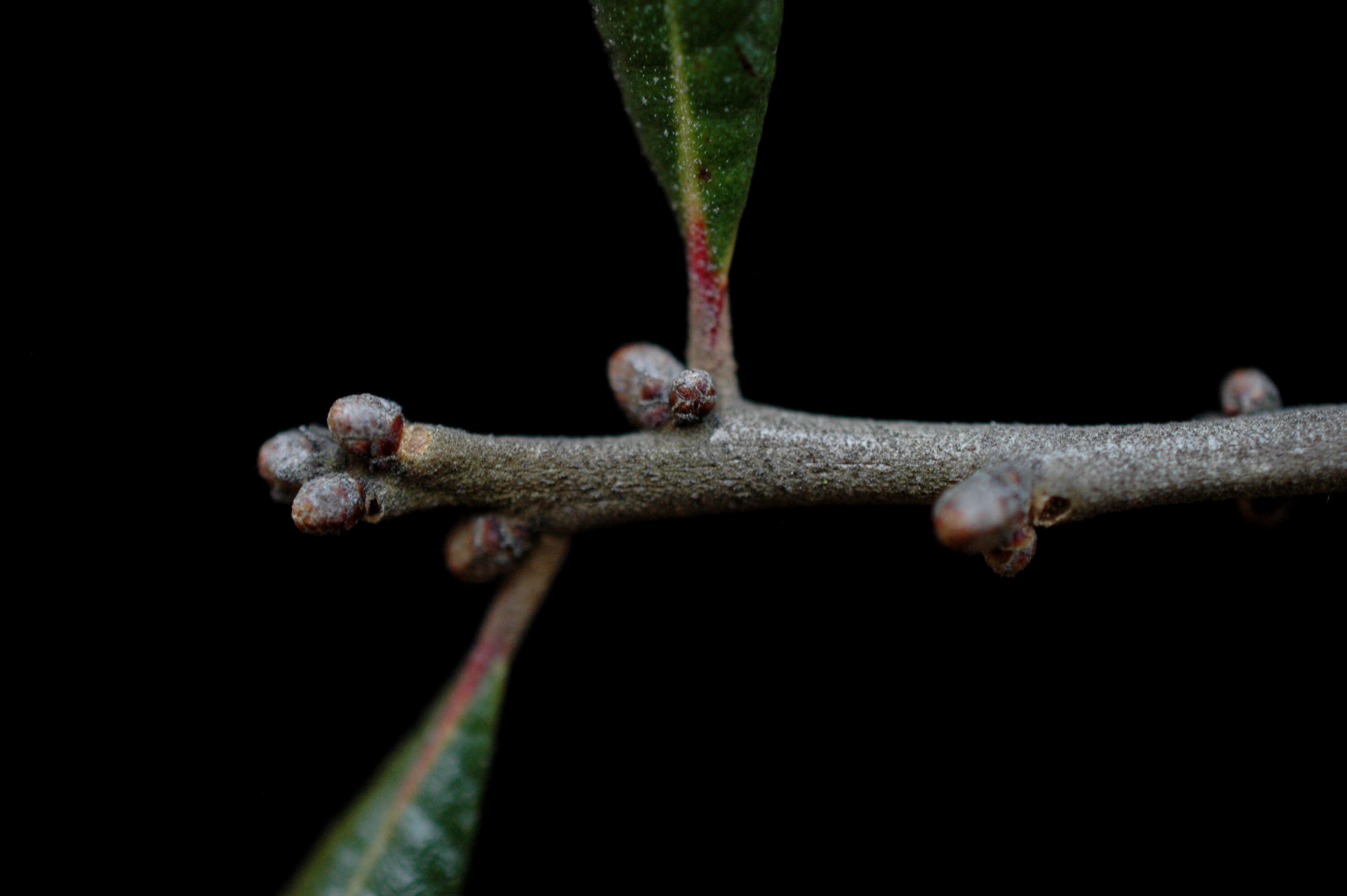 Imagem de Quercus geminata Small