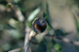 Imagem de Quercus geminata Small