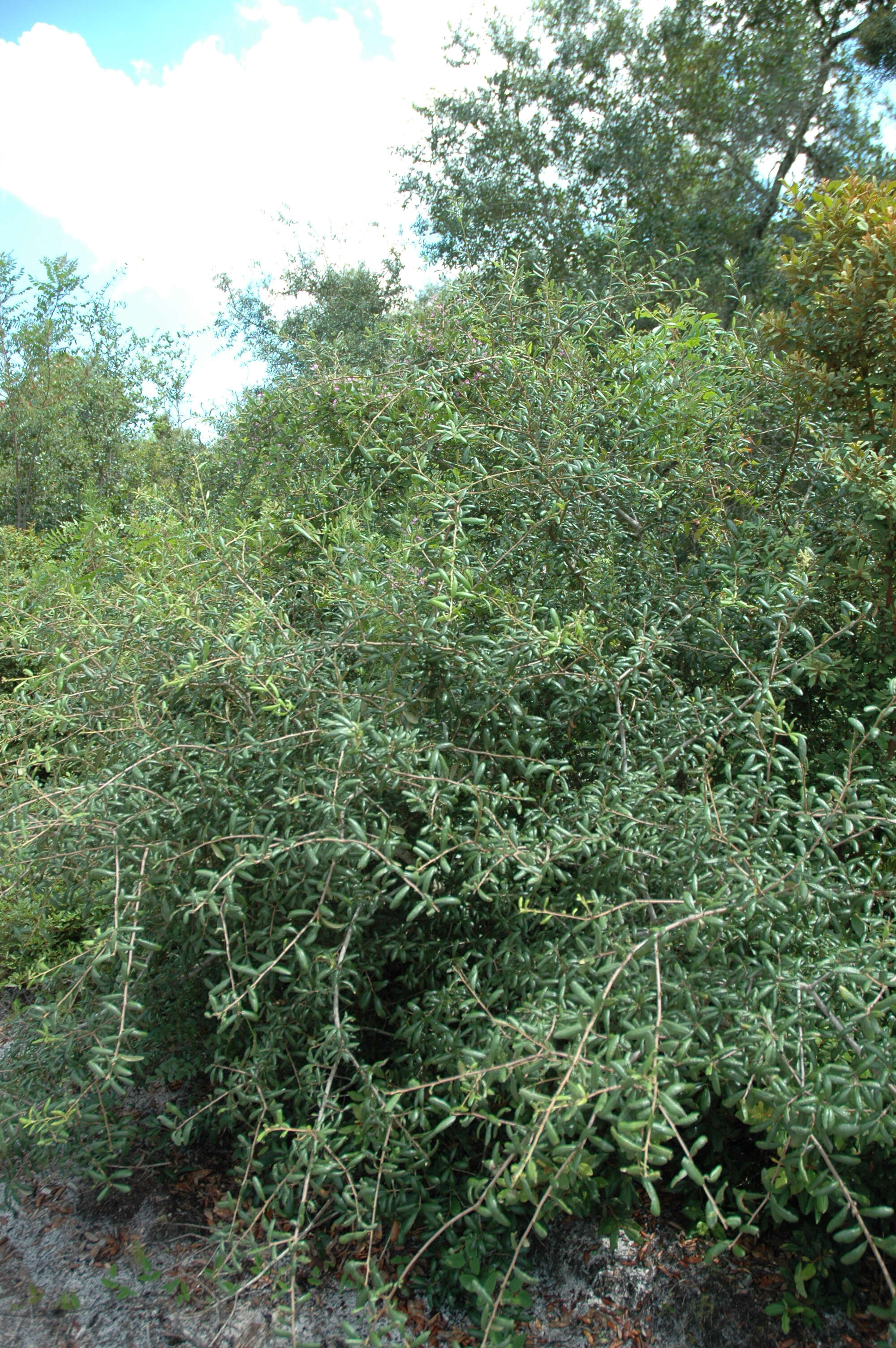 Imagem de Quercus geminata Small