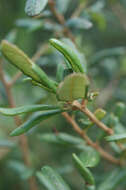 Imagem de Quercus geminata Small