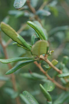 Imagem de Quercus geminata Small