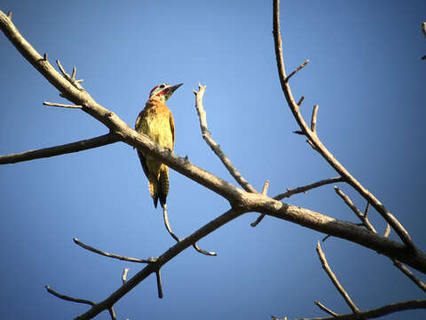 Image of Spot-breasted Woodpecker