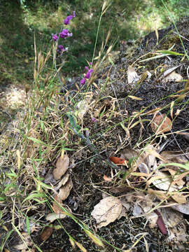 Image of Mt. Tamalpais jewelflower