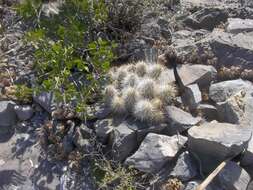 Image of Echinocereus occidentalis subsp. breckwoldtiorum