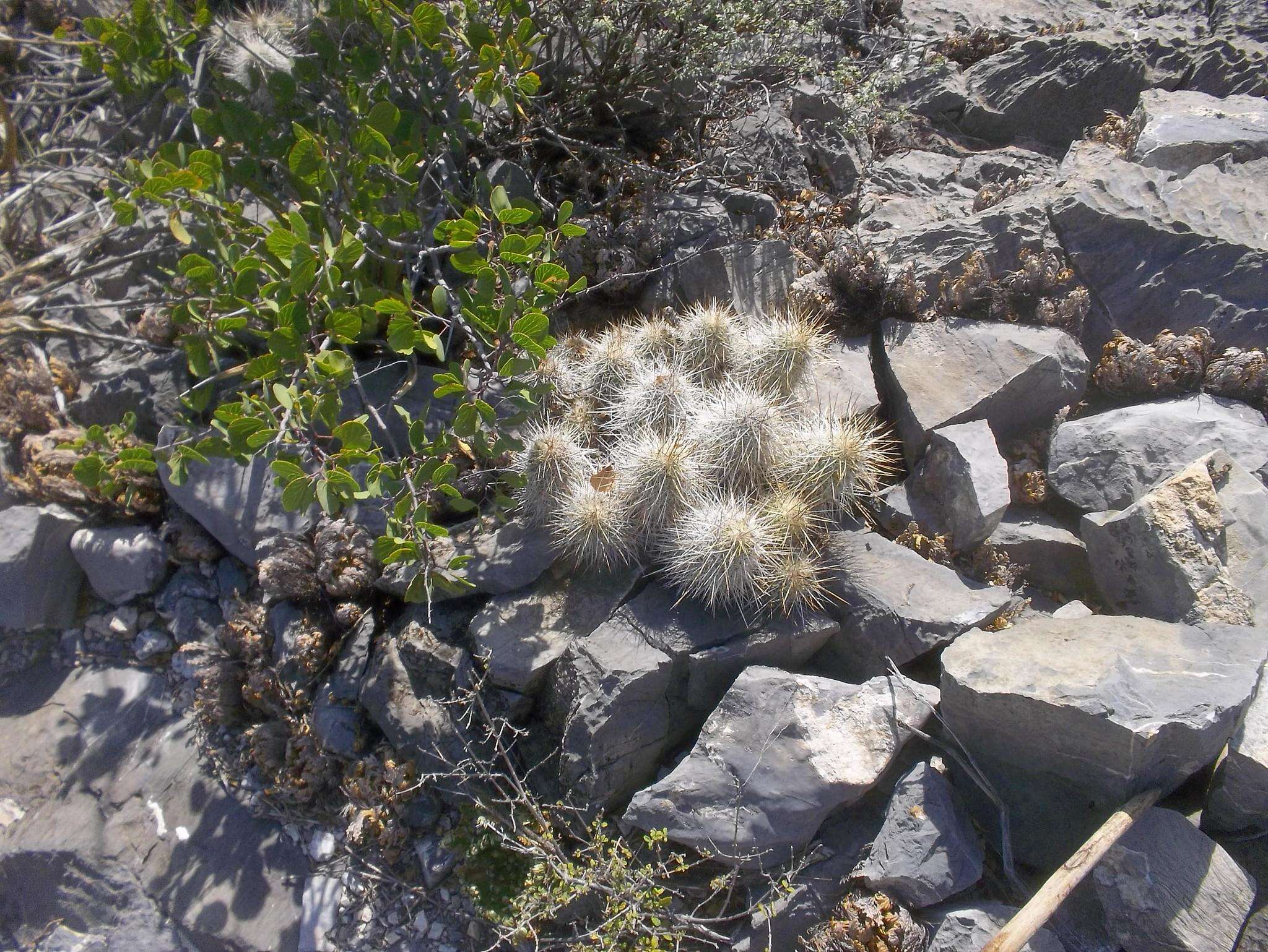 Image of Echinocereus occidentalis subsp. breckwoldtiorum