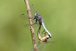 Image of Keeled Skimmer