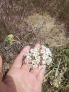 Image of white sand verbena