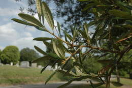 Imagem de Quercus geminata Small