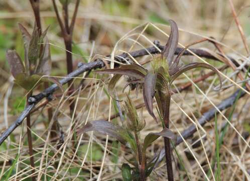 Image of Clematis fusca Turcz.