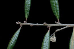 Imagem de Quercus geminata Small