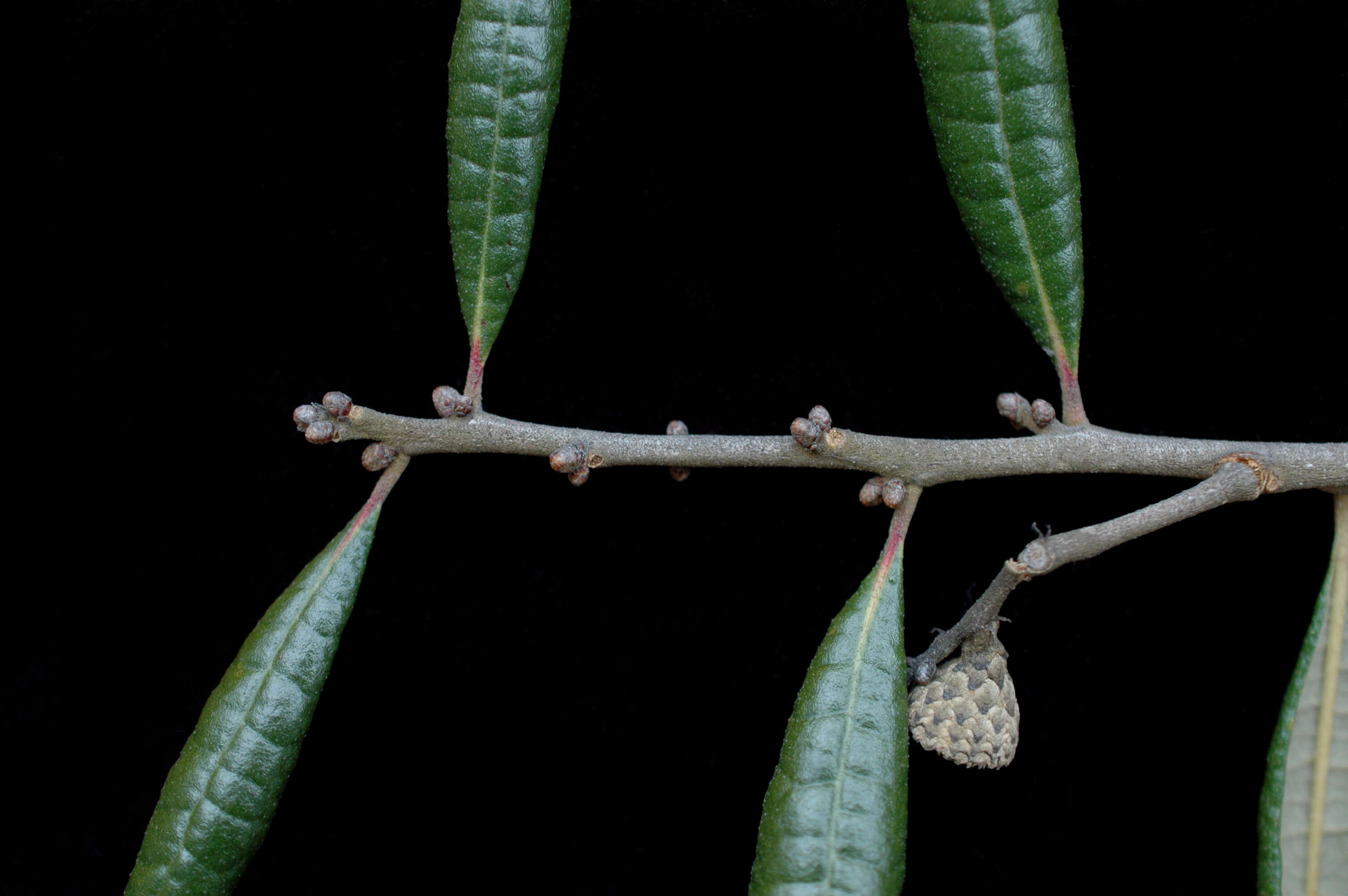 Imagem de Quercus geminata Small