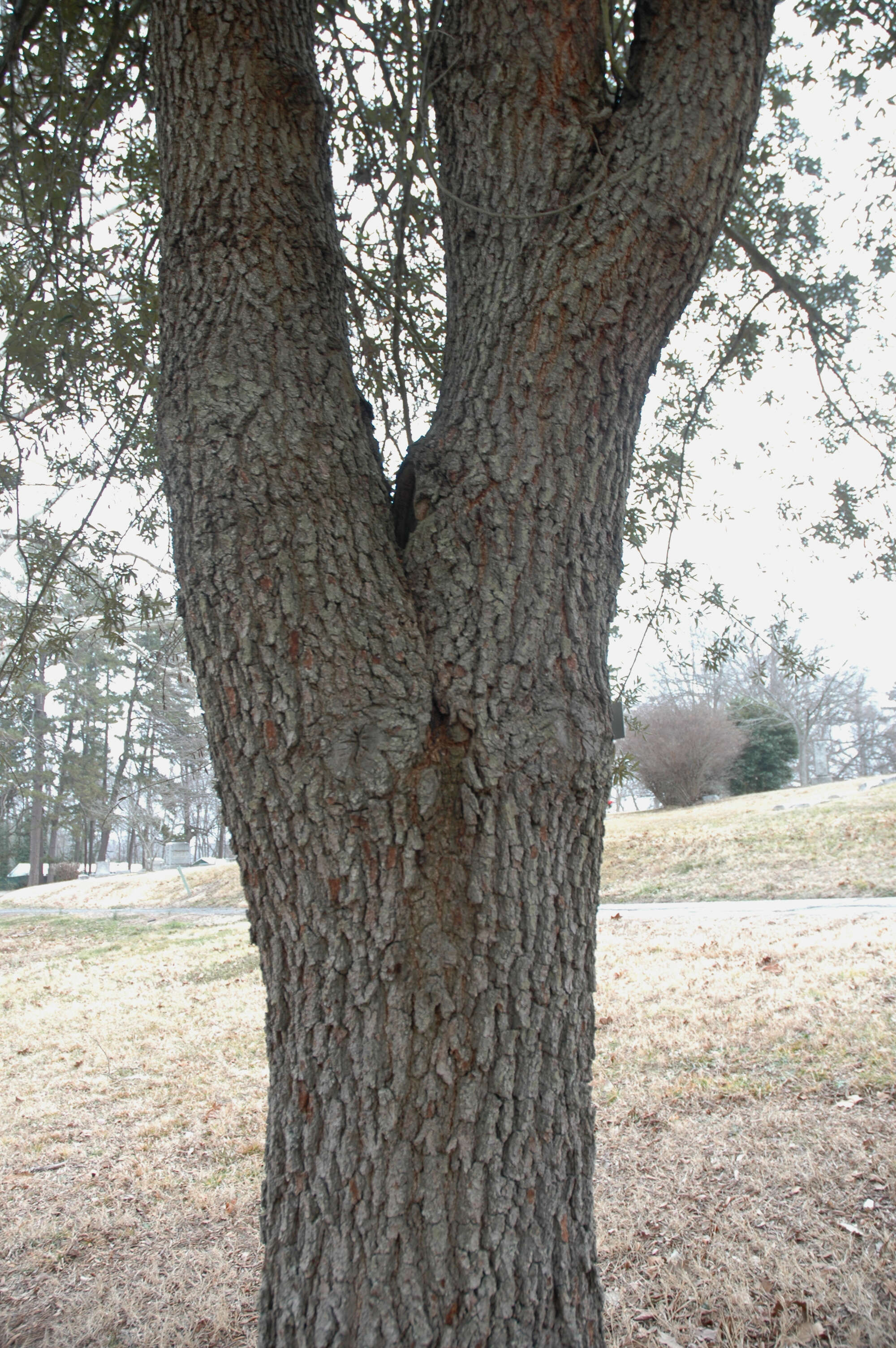 Imagem de Quercus geminata Small