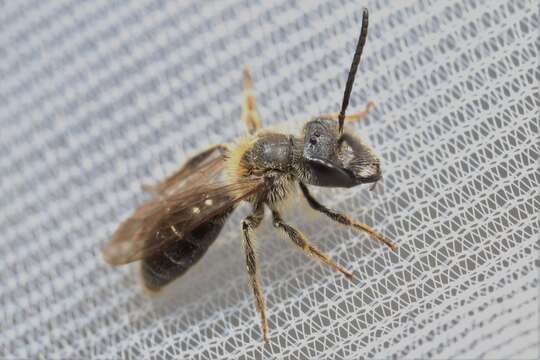 Image of Andrena carolina Viereck 1909