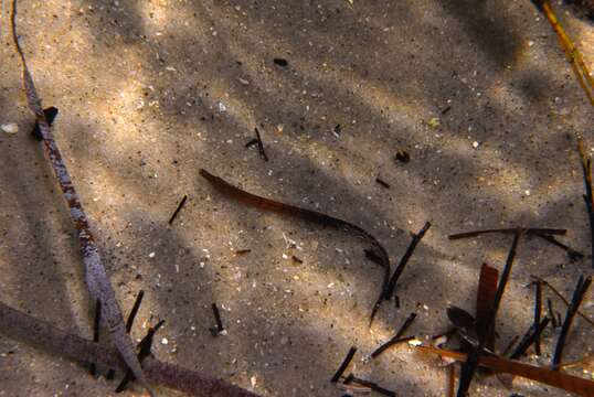 Image of Brigg's northern pipefish