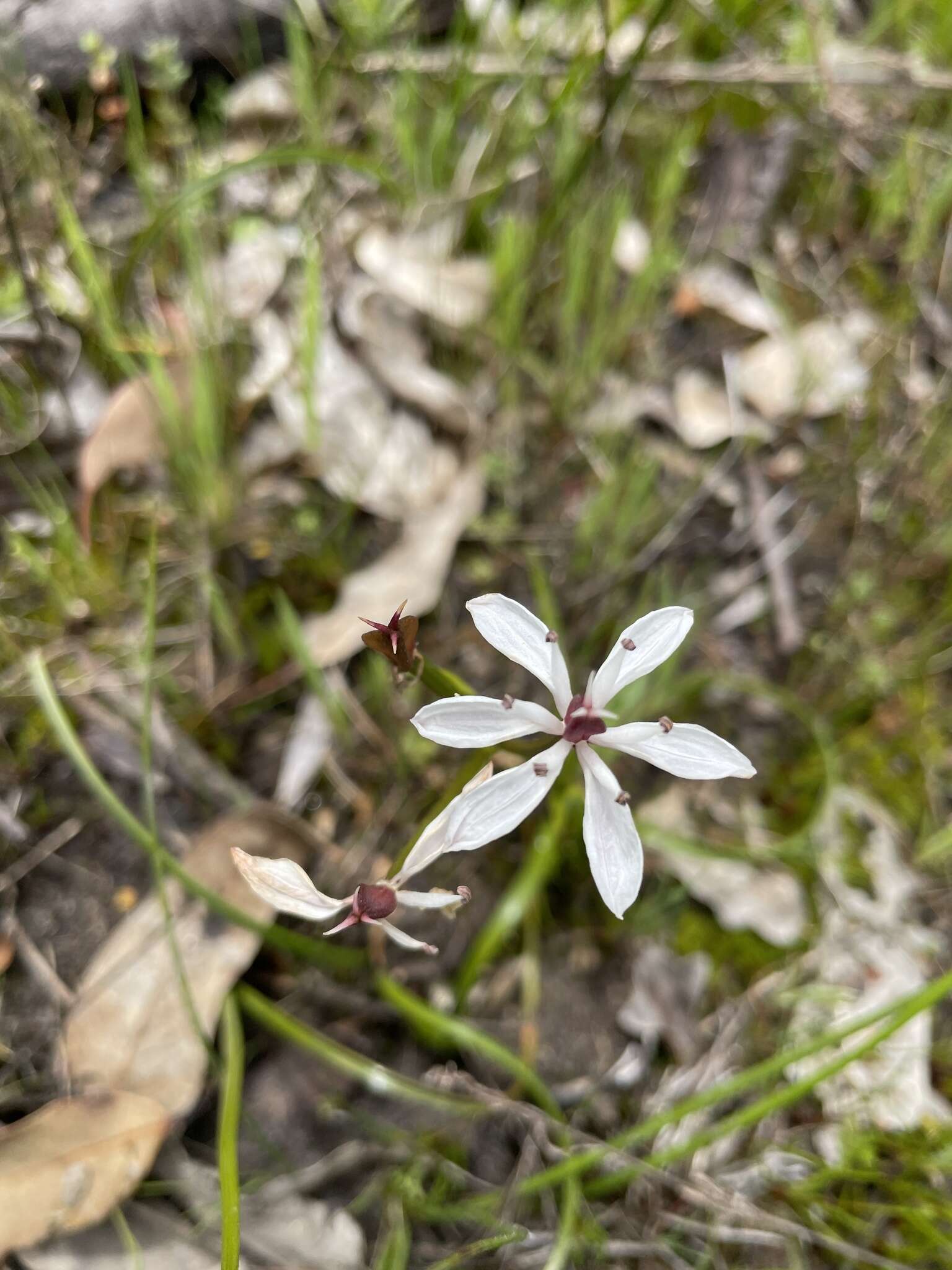 Image of Burchardia multiflora Lindl.