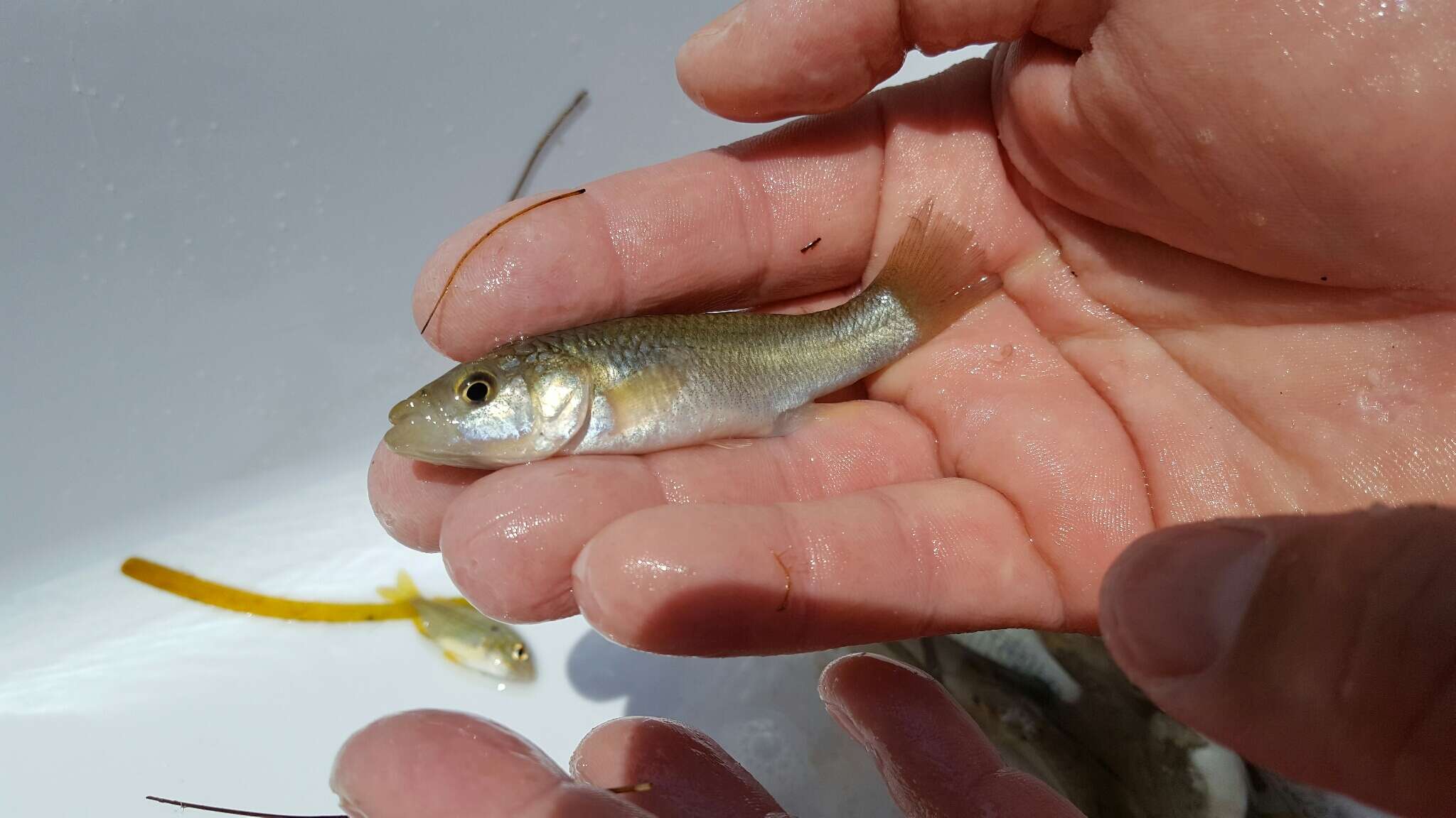 Image of Gulf Killifish