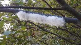 Image of Woolly Alder Aphid