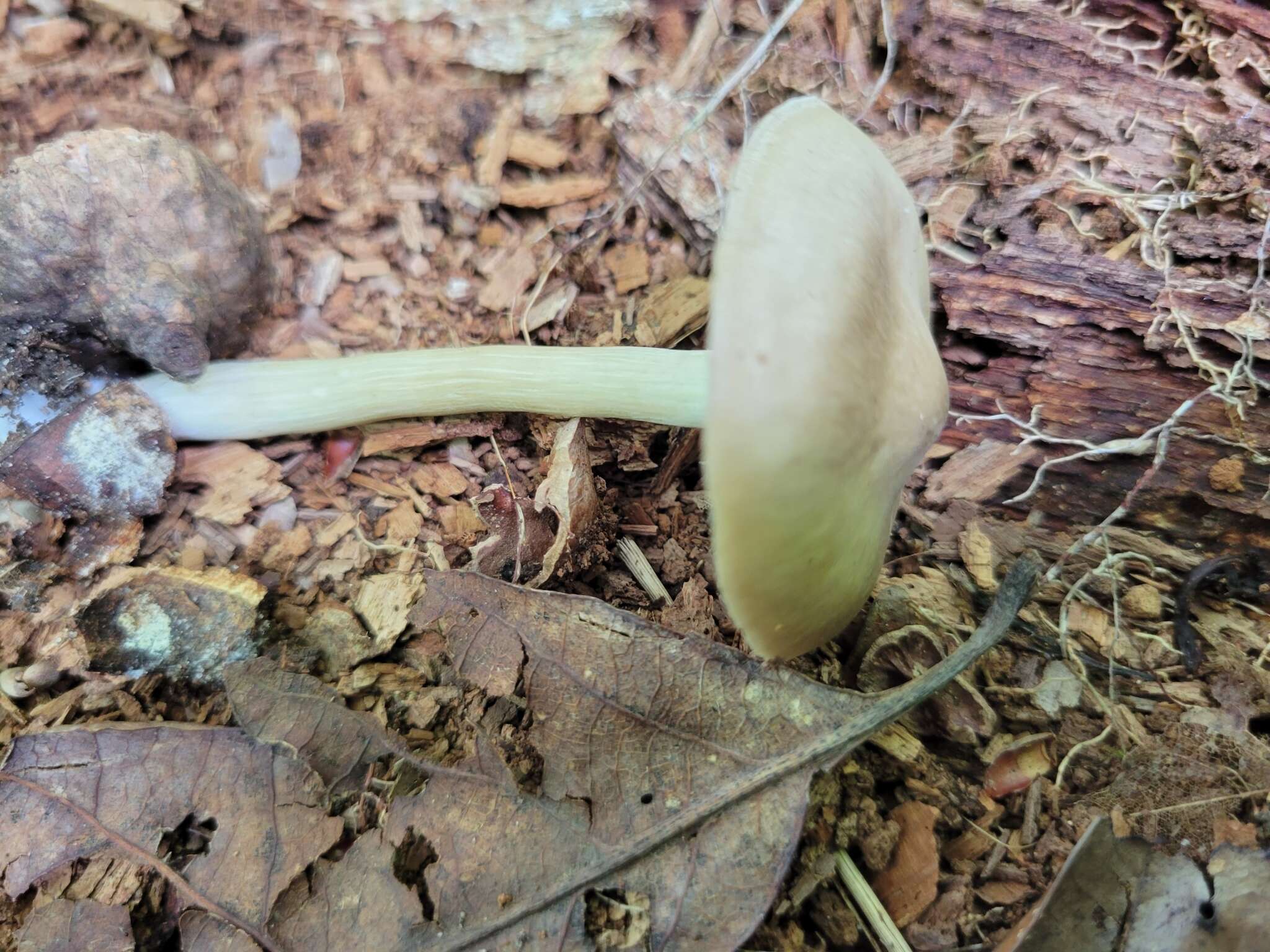 Image of Entoloma griseum Peck 1904